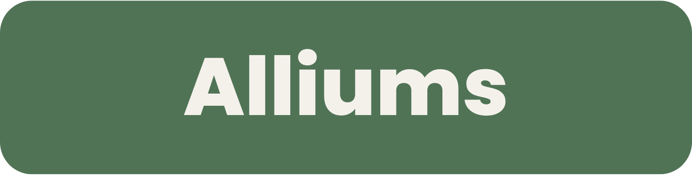 Alliums