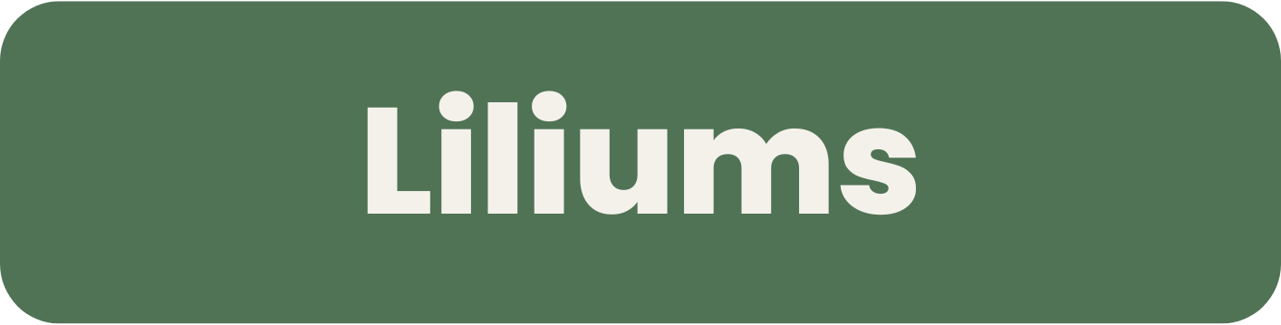 Liliums