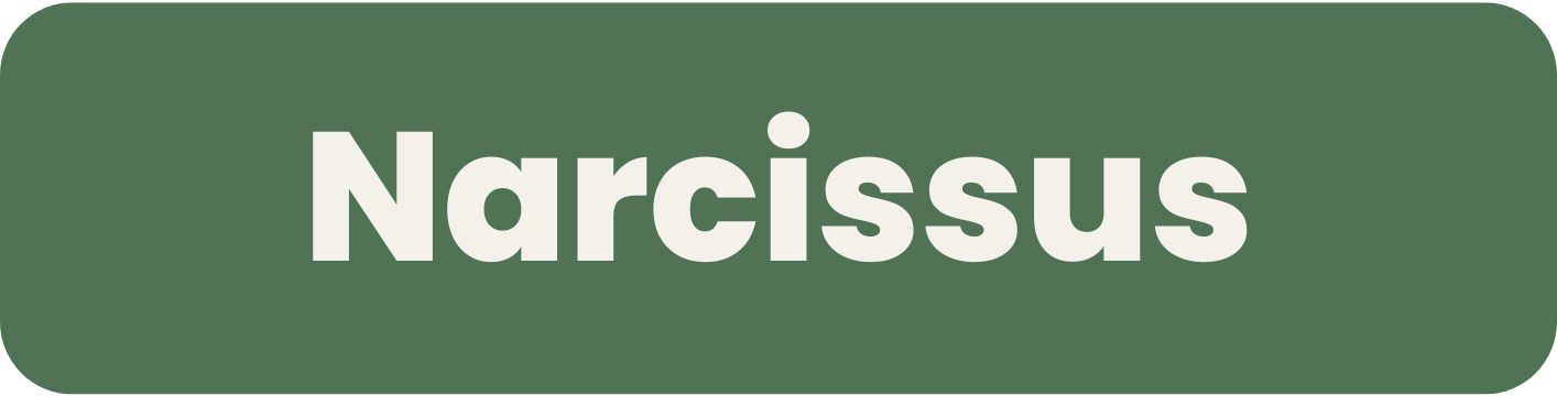 Narcissus