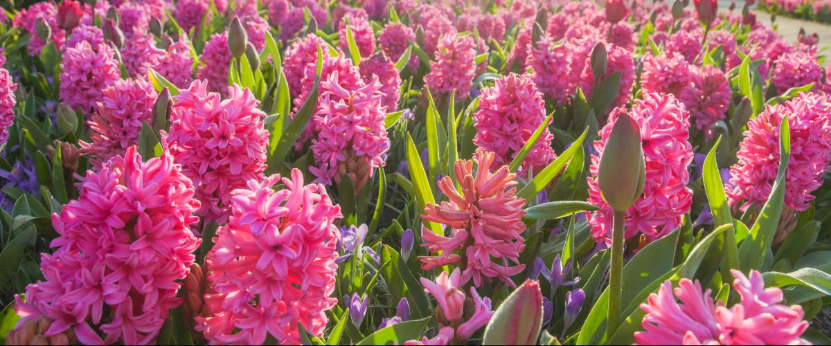 hyacinten keukenhof bewerkt.png?1760952598&focus=20.19 72