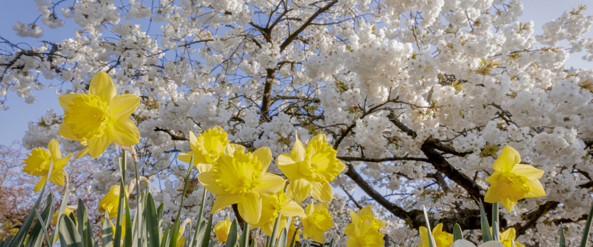 narcissen keukenhof
