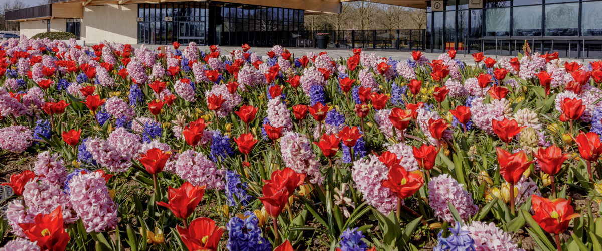 tulp hyacinth mix.jpg?1760952658&focus=34.27 89