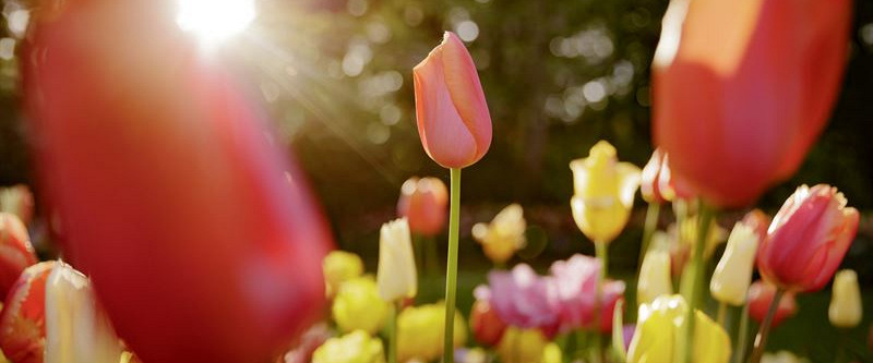 tulp in zon