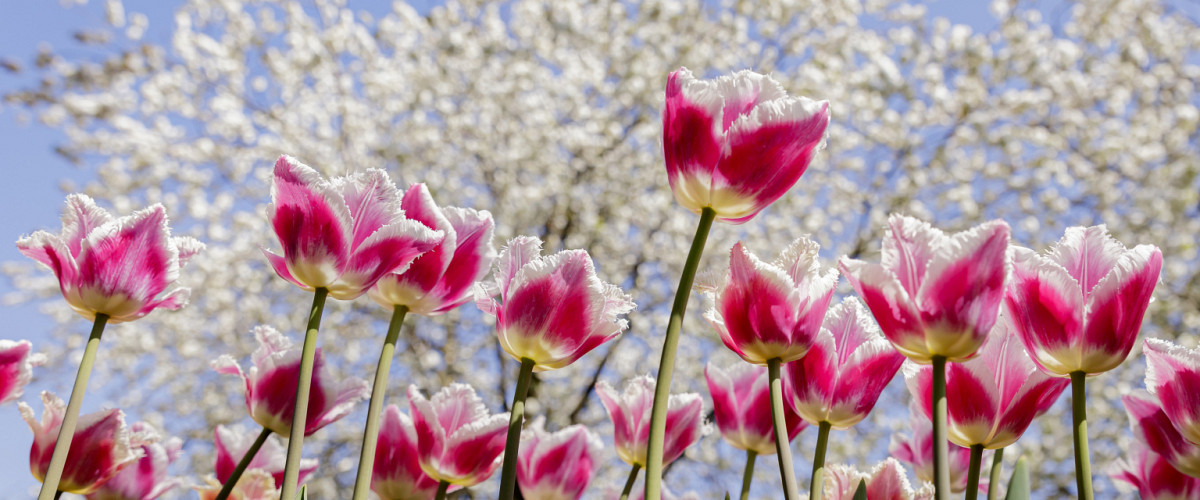 tulpen met boom keukenhof