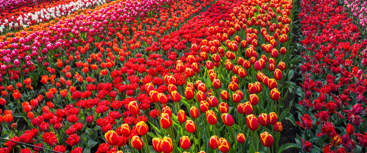 tulpen rood.jpg?1760952879&focus=35.52 77