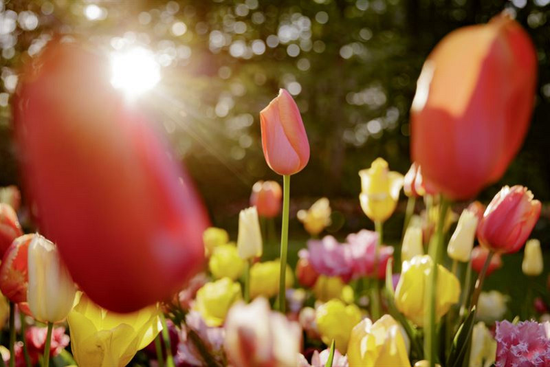 tulp in zon