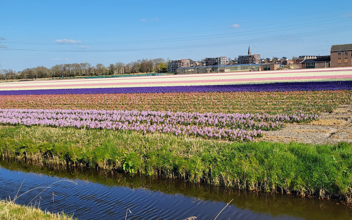 hyacinten veld 20250401 165908.jpg?1760962683&focus=28.75 41