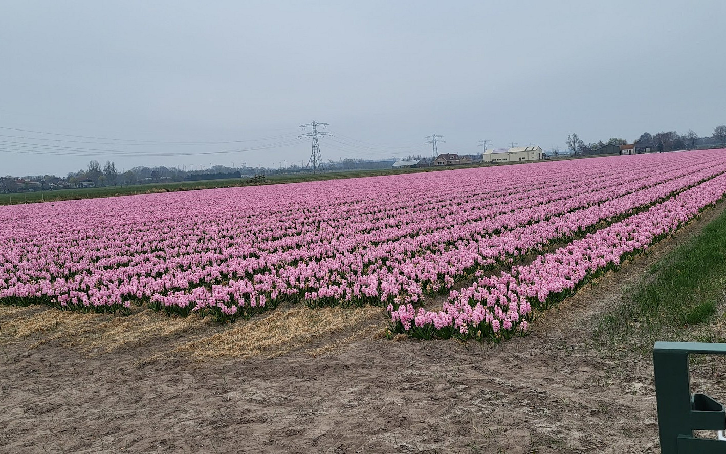 hyacintenveld 20250324 170910.jpg?1760962687&focus=51.82 46