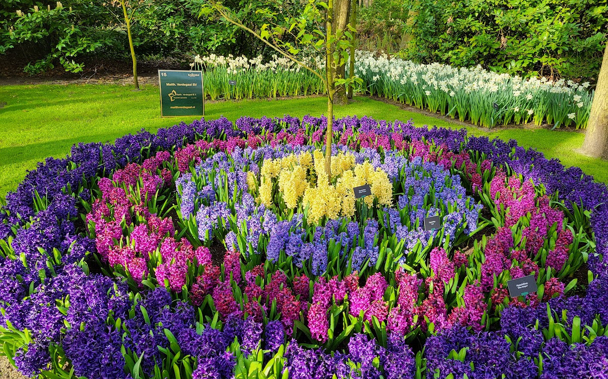 matth verdegaal op keukenhof 20240412 091501
