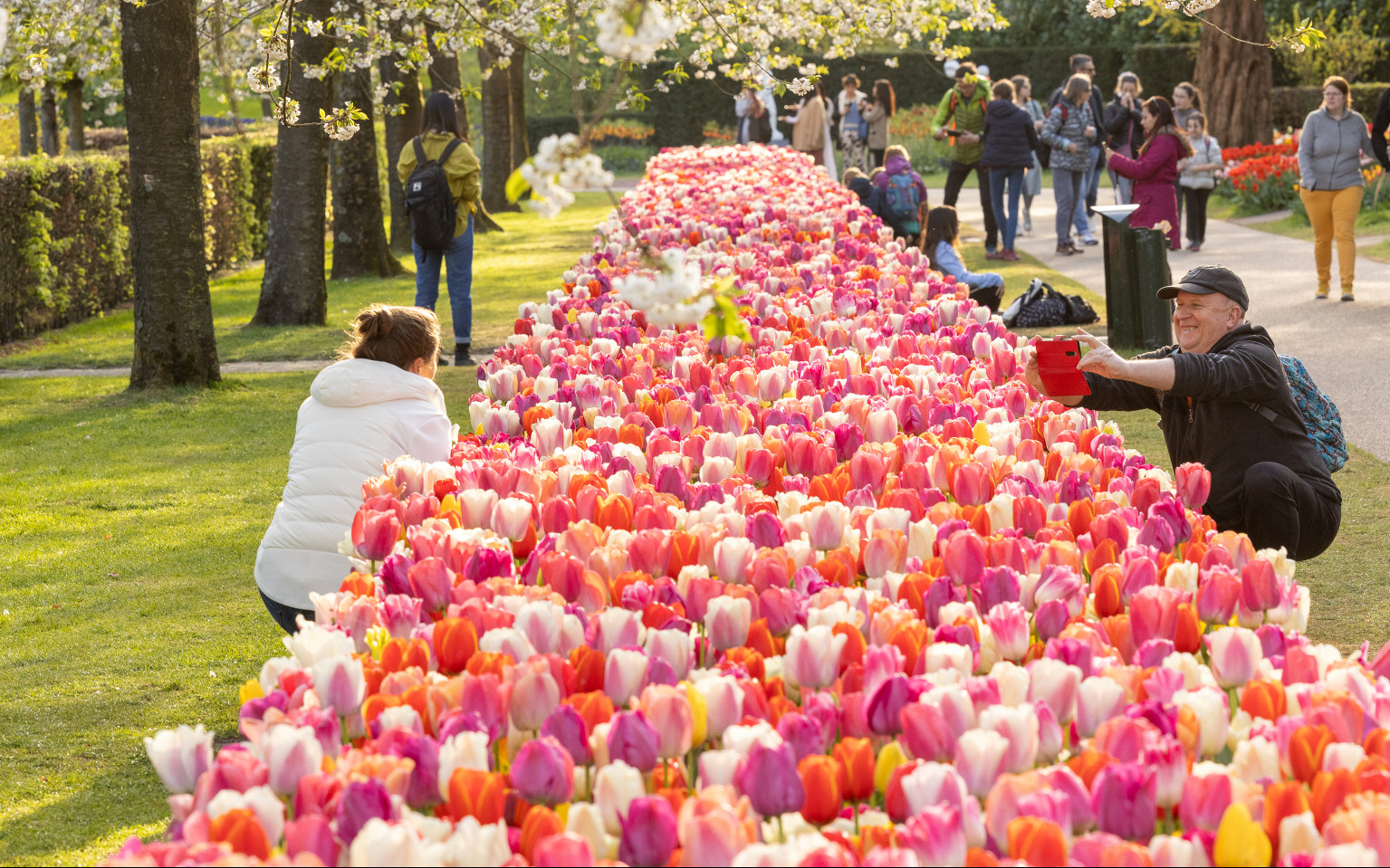keukenhof roze tulpen.jpg?1760963865&focus=57.48 72