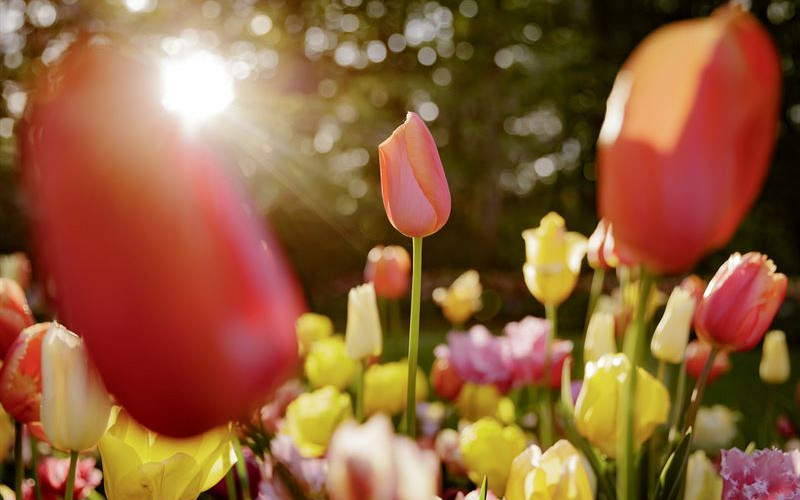 tulp in zon