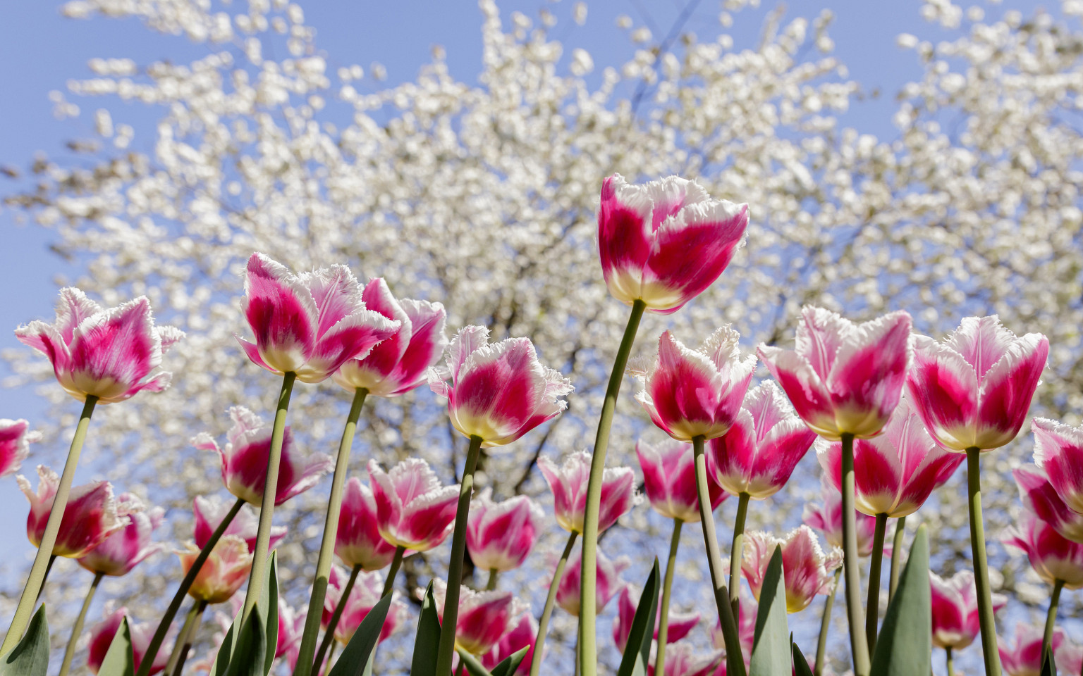 tulpen met boom keukenhof