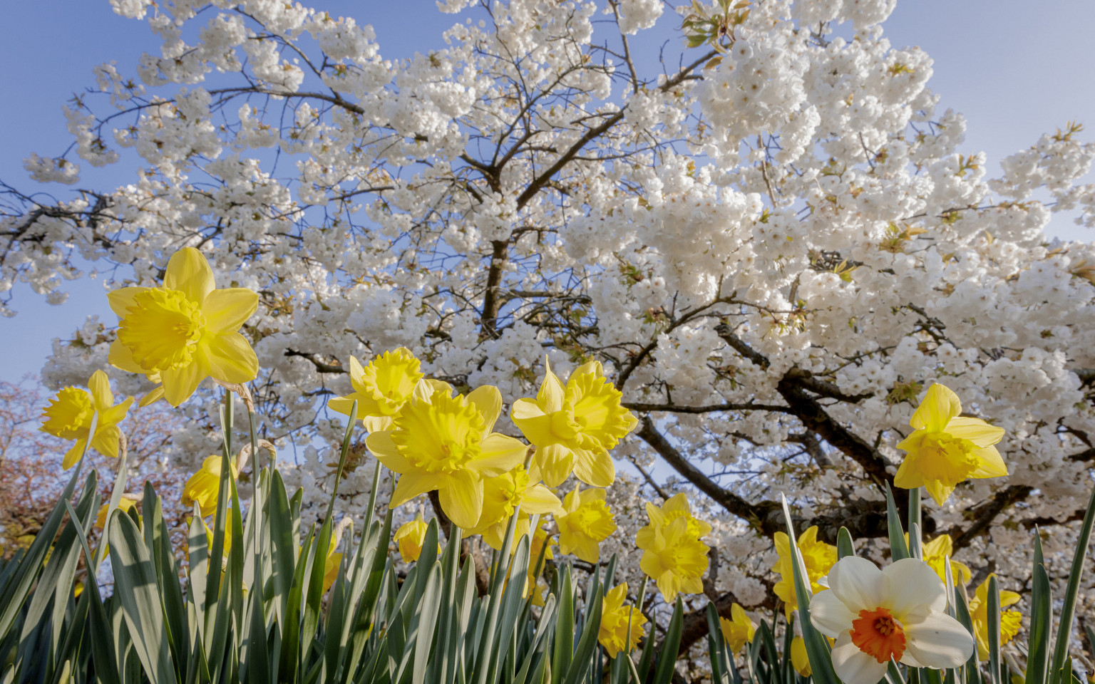 narcissen keukenhof