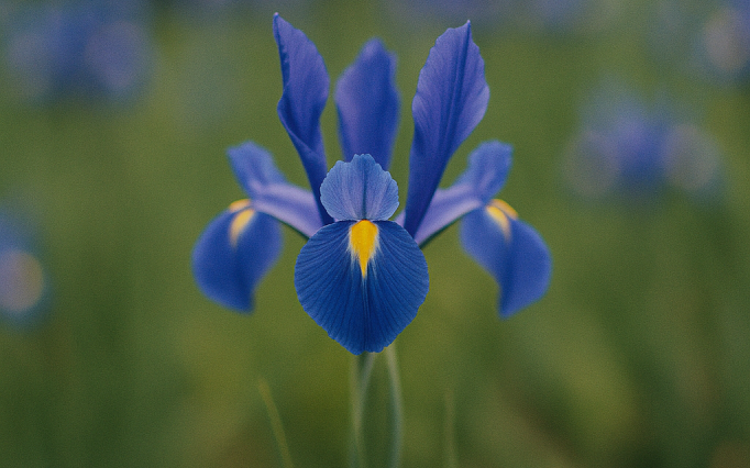 hollandica blue magic iris