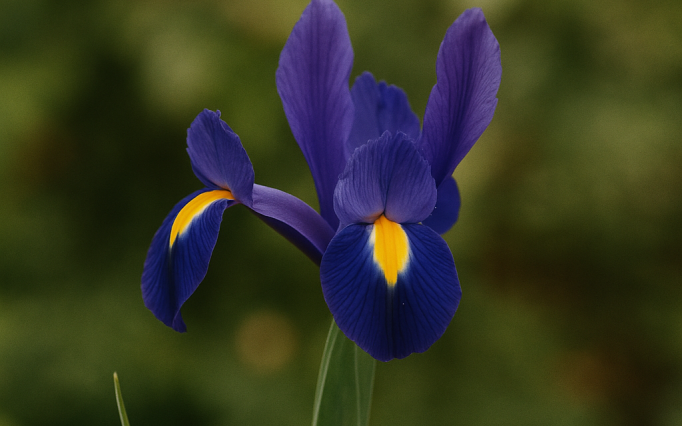 iris hollandica blue magic.png?1762756664&focus=48.26 38