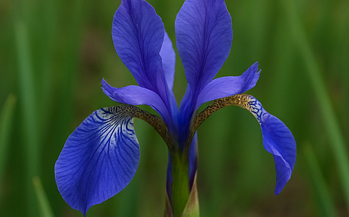iris generated blue.png?1760967772&focus=50.51 43