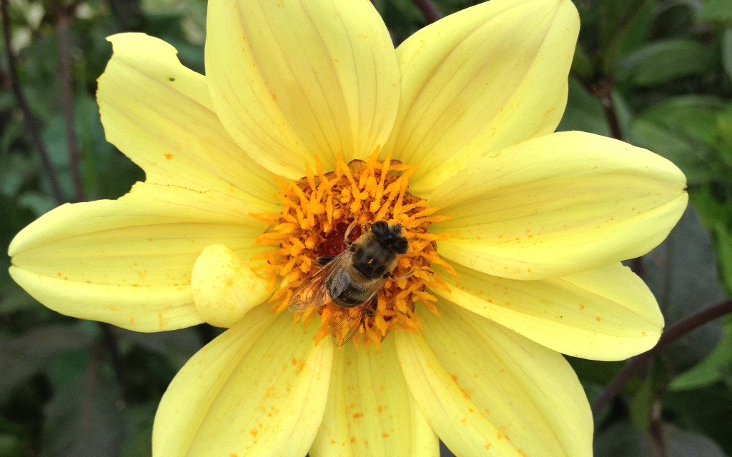 d. bishop of york ef 2 