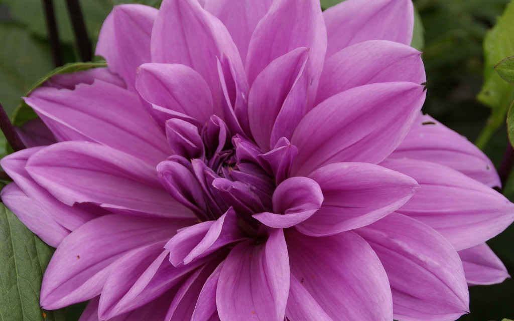 dahlia lilac time