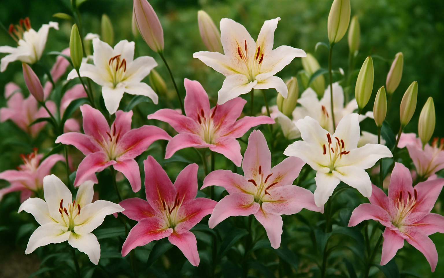 lilies mix