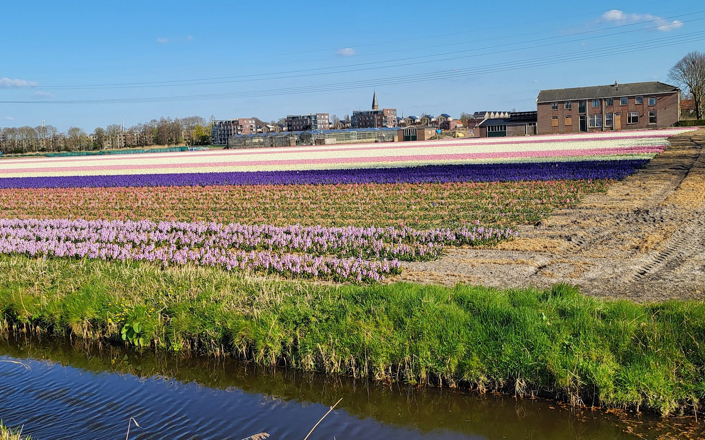hyacinten veld 20250401 165908