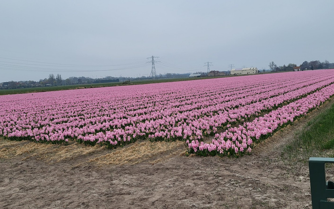 hyacintenveld 20250324 170910