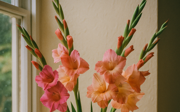 gladiolus.png?1761551591&focus=49.29 33