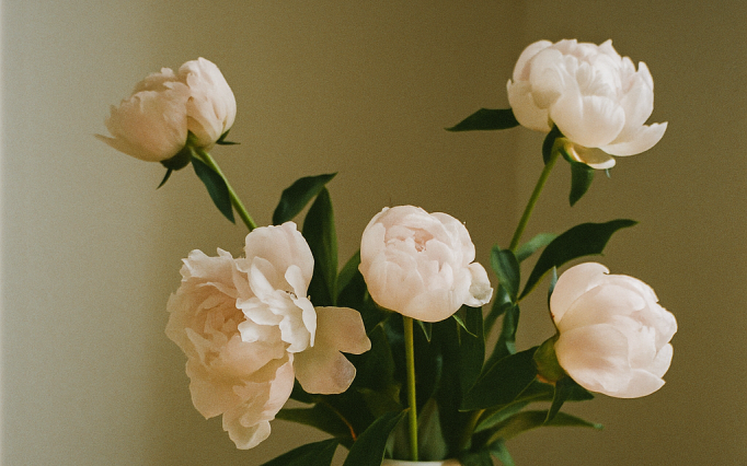 peonies in vase.png?1761557070&focus=53.10 36