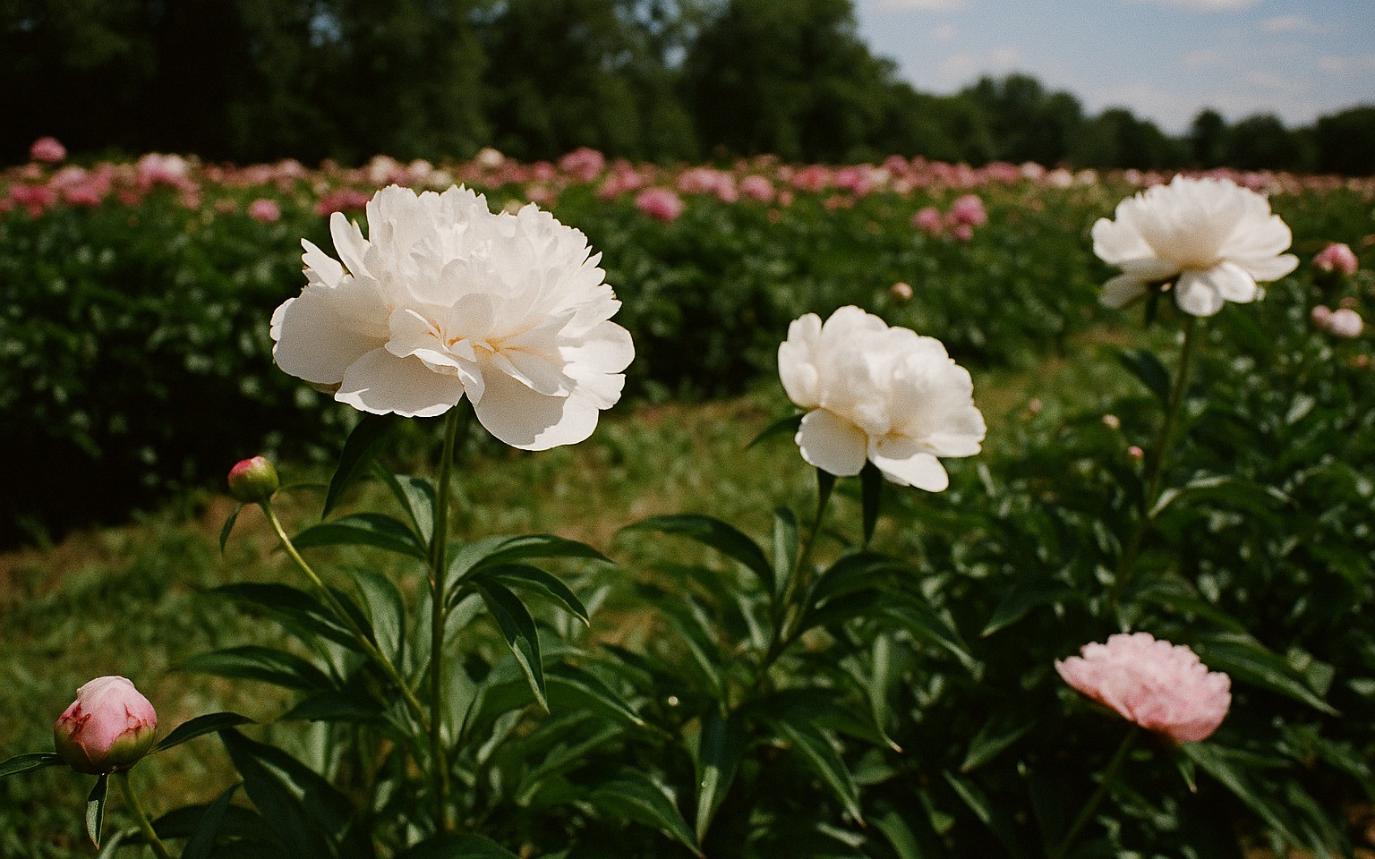 whatsapp image 2025 10 27 at 11.14.52