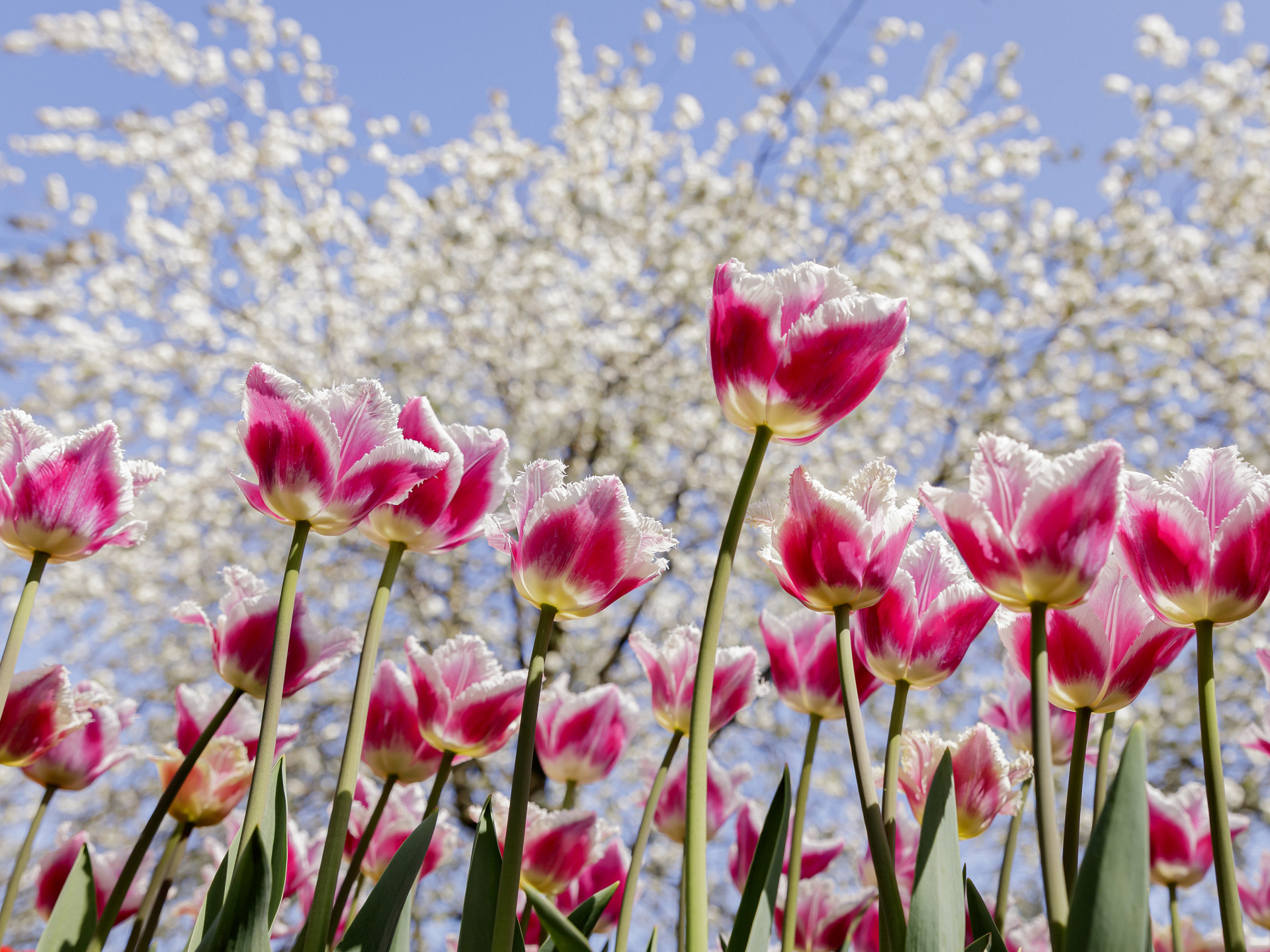 tulpen met boom keukenhof