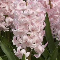China Pink