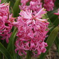 Pink Pearl