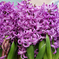 Purple Sensation