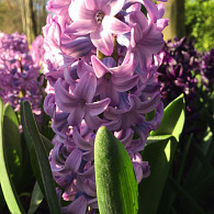 Purple Voice
