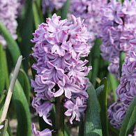 Spl.Cornelia