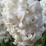 Top White ®