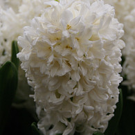 White Ideal