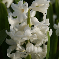 White Pearl
