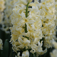 Yellow Queen