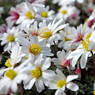 White Splendour