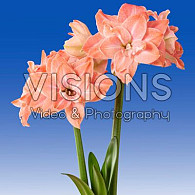 Flamingo Amadeus®