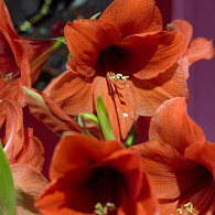 Orange Souvereign