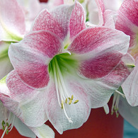 Rosy Star®