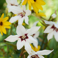 Murielae