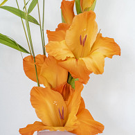 Prince of Orange