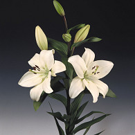 Litouwen