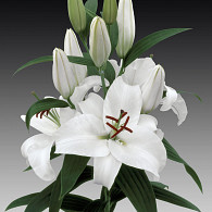 White Charm