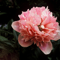 Rosea Plena