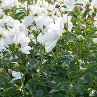 White Innocence