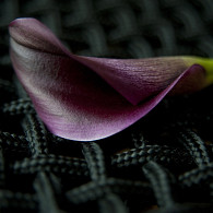 Jewel of Night