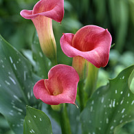 Pink Persuasion